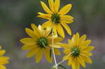 Narrow-leaf sunflower